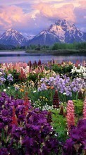 Lade kostenlos Hintergrundbilder Pflanzen,Landschaft,Blumen,Mountains für Handy oder Tablet herunter.