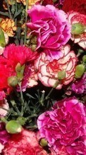 Lade kostenlos Hintergrundbilder Blumen,Nelken,Pflanzen für Handy oder Tablet herunter.
