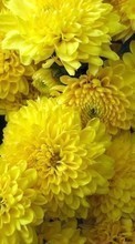 Lade kostenlos 1024x768 Hintergrundbilder Pflanzen,Blumen,Chrysantheme für Handy oder Tablet herunter.