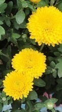 Pflanzen,Blumen,Chrysantheme für BlackBerry Z3