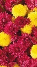 Lade kostenlos 240x400 Hintergrundbilder Pflanzen,Blumen,Chrysantheme für Handy oder Tablet herunter.