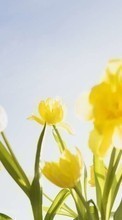 Lade kostenlos Hintergrundbilder Pflanzen,Blumen,Tulpen,Klarer Himmel für Handy oder Tablet herunter.