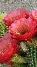 Lade kostenlos Hintergrundbilder Pflanzen,Kakteen,Blumen für Handy oder Tablet herunter.