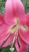 Lade kostenlos 720x1280 Hintergrundbilder Pflanzen,Blumen,Lilien,Drops für Handy oder Tablet herunter.