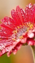 Lade kostenlos Hintergrundbilder Pflanzen,Blumen,Drops für Handy oder Tablet herunter.