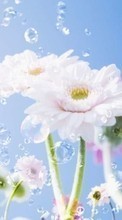Lade kostenlos Hintergrundbilder Pflanzen,Blumen,Drops für Handy oder Tablet herunter.