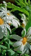 Lade kostenlos Hintergrundbilder Pflanzen,Blumen,Kamille,Drops für Handy oder Tablet herunter.