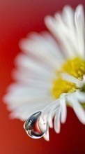 Lade kostenlos Hintergrundbilder Blumen,Kamille,Drops,Pflanzen für Handy oder Tablet herunter.