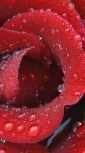 Pflanzen,Blumen,Roses,Drops für Sony Xperia Z3