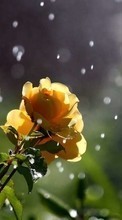 Lade kostenlos Hintergrundbilder Pflanzen,Blumen,Roses,Drops für Handy oder Tablet herunter.