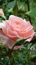 Lade kostenlos Hintergrundbilder Blumen,Roses,Drops,Pflanzen für Handy oder Tablet herunter.