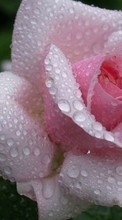 Lade kostenlos Hintergrundbilder Blumen,Drops,Pflanzen,Roses für Handy oder Tablet herunter.
