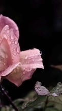 Blumen,Drops,Pflanzen,Roses für Samsung Galaxy Win Pro