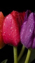 Lade kostenlos 1024x768 Hintergrundbilder Pflanzen,Blumen,Tulpen,Drops für Handy oder Tablet herunter.