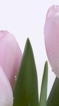 Lade kostenlos Hintergrundbilder Drops,Pflanzen,Blumen,Tulpen für Handy oder Tablet herunter.