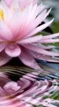 Lade kostenlos Hintergrundbilder Pflanzen,Blumen,Wasser,Drops für Handy oder Tablet herunter.