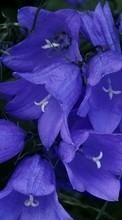 Lade kostenlos 1080x1920 Hintergrundbilder Pflanzen,Blumen,Glockenblumen für Handy oder Tablet herunter.