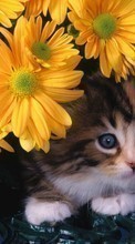 Lade kostenlos Hintergrundbilder Tiere,Katzen,Blumen für Handy oder Tablet herunter.