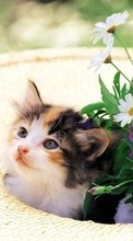 Lade kostenlos 128x160 Hintergrundbilder Tiere,Katzen,Blumen für Handy oder Tablet herunter.