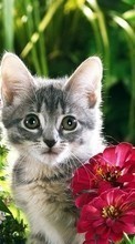 Lade kostenlos Hintergrundbilder Tiere,Pflanzen,Katzen,Blumen für Handy oder Tablet herunter.