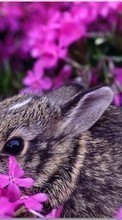 Lade kostenlos Hintergrundbilder Tiere,Blumen,Kaninchen für Handy oder Tablet herunter.