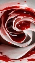 Pflanzen,Blumen,Roses,Blut für Samsung B3410
