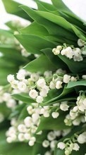 Lade kostenlos Hintergrundbilder Blumen,Maiglöckchen,Pflanzen für Handy oder Tablet herunter.