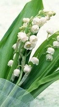 Lade kostenlos Hintergrundbilder Blumen,Maiglöckchen,Pflanzen für Handy oder Tablet herunter.