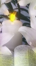 Lade kostenlos Hintergrundbilder Blumen,Hintergrund,Lilien,Kerzen für Handy oder Tablet herunter.
