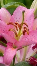 Lade kostenlos Hintergrundbilder Pflanzen,Blumen,Lilien für Handy oder Tablet herunter.