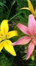 Lade kostenlos 128x160 Hintergrundbilder Pflanzen,Blumen,Lilien für Handy oder Tablet herunter.