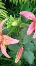 Lade kostenlos 360x640 Hintergrundbilder Pflanzen,Blumen,Lilien für Handy oder Tablet herunter.