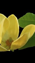Lade kostenlos Hintergrundbilder Blumen,Blätter,Pflanzen für Handy oder Tablet herunter.