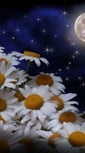 Lade kostenlos Hintergrundbilder Blumen,Mond,Pflanzen,Kamille für Handy oder Tablet herunter.