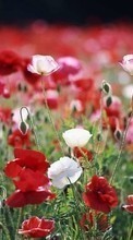 Lade kostenlos Hintergrundbilder Blumen,Mohn,Pflanzen für Handy oder Tablet herunter.