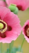 Lade kostenlos Hintergrundbilder Blumen,Mohn,Pflanzen für Handy oder Tablet herunter.