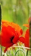 Blumen,Mohn,Pflanzen für HTC Desire S