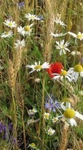 Lade kostenlos Hintergrundbilder Pflanzen,Blumen,Grass,Mohn,Kamille,Kornblumen für Handy oder Tablet herunter.
