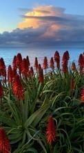 Lade kostenlos Hintergrundbilder Blumen,Sea,Landschaft für Handy oder Tablet herunter.