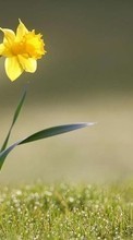 Lade kostenlos Hintergrundbilder Pflanzen,Blumen,Narzissen für Handy oder Tablet herunter.