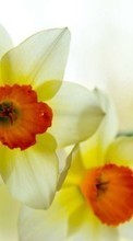 Lade kostenlos Hintergrundbilder Blumen,Narzissen,Pflanzen für Handy oder Tablet herunter.