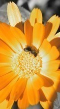 Lade kostenlos Hintergrundbilder Blumen,Insekten,Bienen für Handy oder Tablet herunter.