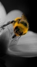 Lade kostenlos 240x320 Hintergrundbilder Blumen,Insekten,Bienen für Handy oder Tablet herunter.