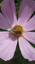 Lade kostenlos Hintergrundbilder Blumen,Insekten,Bienen für Handy oder Tablet herunter.