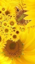 Lade kostenlos Hintergrundbilder Pflanzen,Blumen,Insekten,Sonnenblumen,Bienen für Handy oder Tablet herunter.
