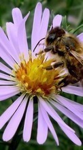 Lade kostenlos 1024x600 Hintergrundbilder Pflanzen,Blumen,Insekten,Bienen für Handy oder Tablet herunter.