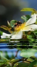 Lade kostenlos Hintergrundbilder Pflanzen,Blumen,Wasser,Insekten,Bienen für Handy oder Tablet herunter.