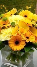 Lade kostenlos Hintergrundbilder Pflanzen,Blumen,Sonnenblumen,Still-Leben für Handy oder Tablet herunter.