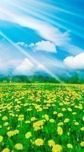 Lade kostenlos Hintergrundbilder Landschaft,Blumen,Felder,Sky,Löwenzahn,Clouds für Handy oder Tablet herunter.