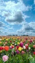 Lade kostenlos Hintergrundbilder Pflanzen,Landschaft,Blumen,Felder,Sky,Tulpen,Clouds für Handy oder Tablet herunter.